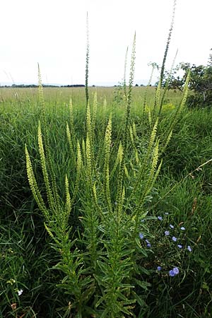 Reseda luteola \ F�rber-Resede, Gelber Wau / Weld, D Gr&uuml;nstadt-Asselheim 9.7.2021