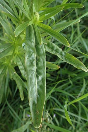 Reseda luteola \ F�rber-Resede, Gelber Wau / Weld, D Gr&uuml;nstadt-Asselheim 9.7.2021