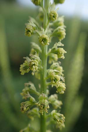 Reseda luteola \ F�rber-Resede, Gelber Wau / Weld, D Gr&uuml;nstadt-Asselheim 9.7.2021
