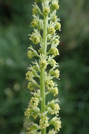 Reseda luteola \ F�rber-Resede, Gelber Wau / Weld, D Gr&uuml;nstadt-Asselheim 9.7.2021