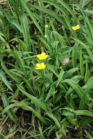 Ranunculus lingua \ Zungen-Hahnenfu� / Greater Spearwort, D R&ouml;merberg 8.10.2023