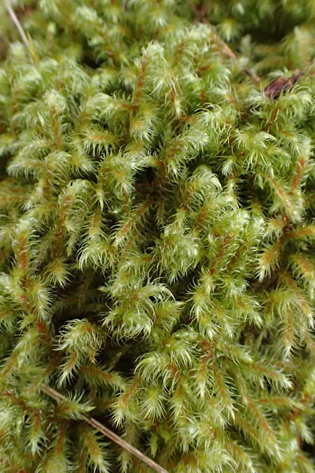 Rhytidiadelphus loreus \ Sch&ouml;nes Kranzmoos, Sch&ouml;ner Runzelpeter / Little Shaggy Moss, D Wagenschwend 15.3.2025