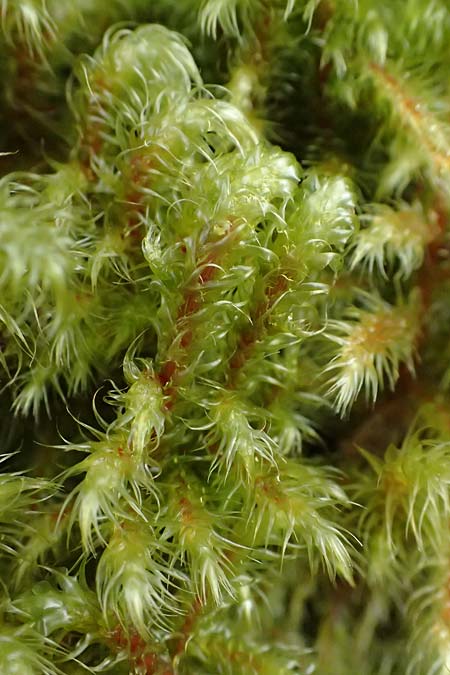 Rhytidiadelphus loreus \ Sch&ouml;nes Kranzmoos, Sch&ouml;ner Runzelpeter / Little Shaggy Moss, D Wagenschwend 15.3.2025