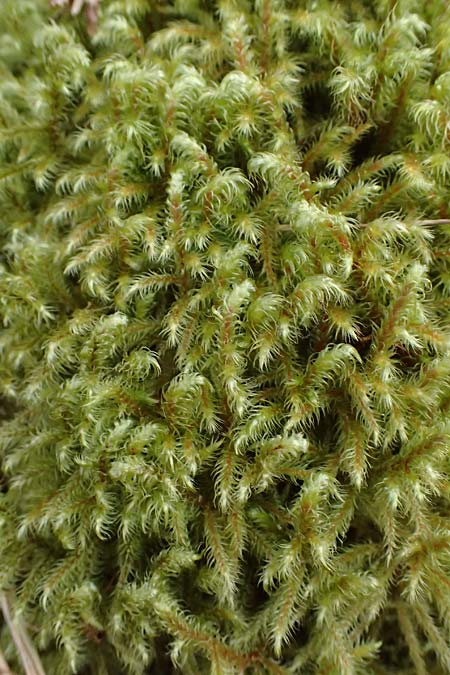 Rhytidiadelphus loreus \ Sch&ouml;nes Kranzmoos, Sch&ouml;ner Runzelpeter / Little Shaggy Moss, D Wagenschwend 15.3.2025