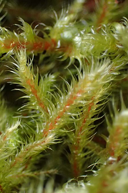Rhytidiadelphus loreus \ Sch&ouml;nes Kranzmoos, Sch&ouml;ner Runzelpeter / Little Shaggy Moss, D Wagenschwend 15.3.2025