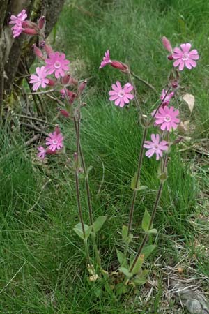 Silene dioica \ Rote Lichtnelke / Red Campion, D Regen 8.5.2025
