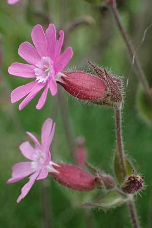Silene dioica \ Rote Lichtnelke / Red Campion, D Regen 8.5.2025