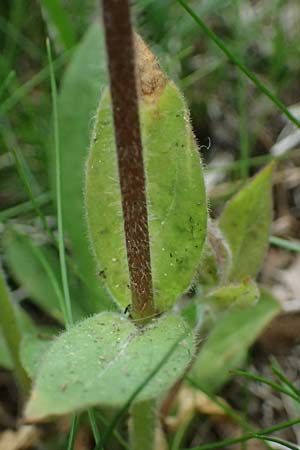 Silene dioica \ Rote Lichtnelke / Red Campion, D Regen 8.5.2025