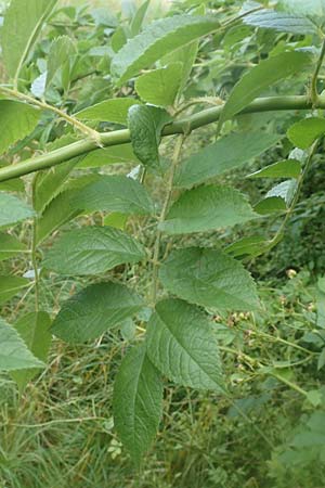 Rosa multiflora \ Vielbl�tige Rose / Many-Flowered Rose, D Achern 23.7.2016