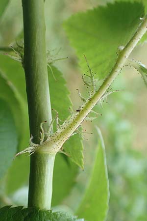 Rosa multiflora \ Vielbl�tige Rose / Many-Flowered Rose, D Achern 23.7.2016