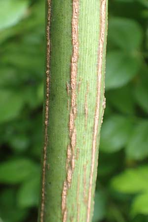 Rosa multiflora \ Vielbl�tige Rose / Many-Flowered Rose, D Achern 23.7.2016