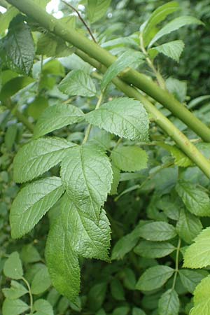Rosa multiflora \ Vielbl�tige Rose / Many-Flowered Rose, D Achern 23.7.2016