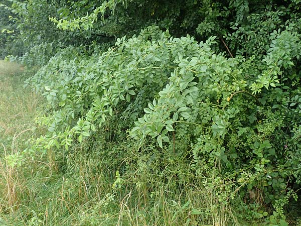Rosa multiflora \ Vielbl�tige Rose / Many-Flowered Rose, D Achern 23.7.2016