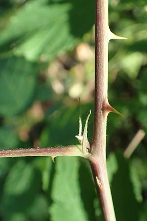 Rubus montanus \ Mittelgebirgs-Brombeere / Mountain Bramble, D Odenwald, Fischbachtal 26.8.2016
