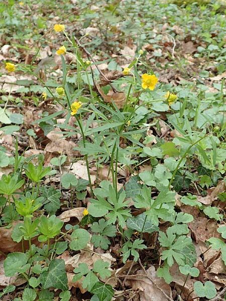 Ranunculus meckelensis \ Meckeler Gold-Hahnenfu� / Meckel Goldilocks, D Meckel 22.4.2017
