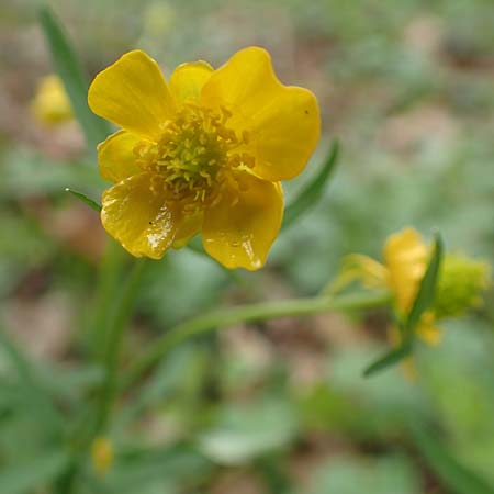 Ranunculus meckelensis \ Meckeler Gold-Hahnenfu� / Meckel Goldilocks, D Meckel 22.4.2017