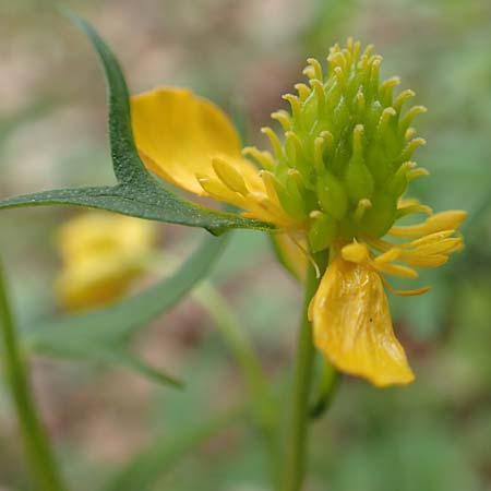 Ranunculus meckelensis \ Meckeler Gold-Hahnenfu� / Meckel Goldilocks, D Meckel 22.4.2017