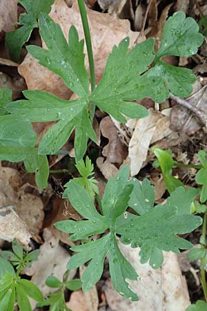 Ranunculus meckelensis \ Meckeler Gold-Hahnenfu� / Meckel Goldilocks, D Meckel 22.4.2017