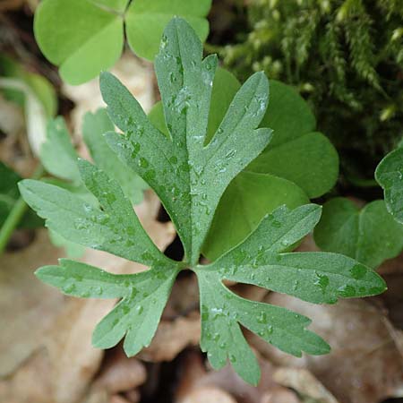 Ranunculus meckelensis \ Meckeler Gold-Hahnenfu� / Meckel Goldilocks, D Meckel 22.4.2017