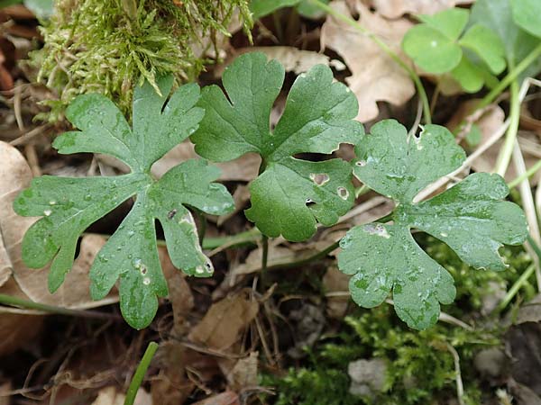 Ranunculus meckelensis \ Meckeler Gold-Hahnenfu� / Meckel Goldilocks, D Meckel 22.4.2017