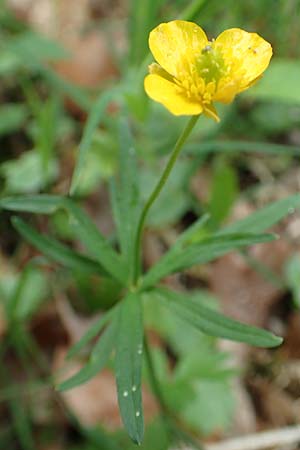 Ranunculus meckelensis \ Meckeler Gold-Hahnenfu� / Meckel Goldilocks, D Meckel 22.4.2017