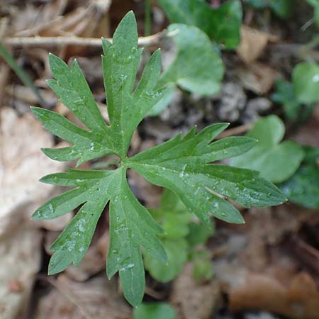 Ranunculus meckelensis \ Meckeler Gold-Hahnenfu� / Meckel Goldilocks, D Meckel 22.4.2017
