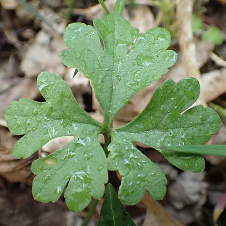 Ranunculus meckelensis \ Meckeler Gold-Hahnenfu� / Meckel Goldilocks, D Meckel 22.4.2017