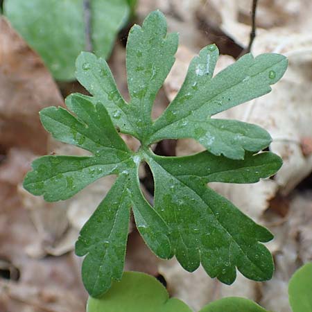 Ranunculus meckelensis \ Meckeler Gold-Hahnenfu� / Meckel Goldilocks, D Meckel 22.4.2017