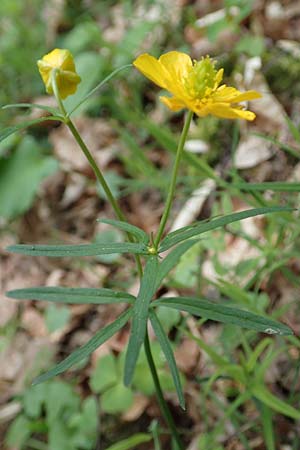 Ranunculus meckelensis \ Meckeler Gold-Hahnenfu� / Meckel Goldilocks, D Meckel 22.4.2017