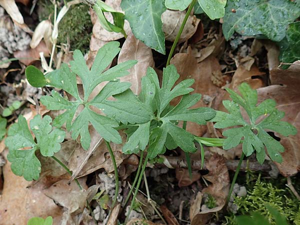Ranunculus meckelensis \ Meckeler Gold-Hahnenfu� / Meckel Goldilocks, D Meckel 22.4.2017