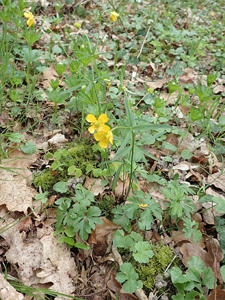 Ranunculus meckelensis \ Meckeler Gold-Hahnenfu� / Meckel Goldilocks, D Meckel 22.4.2017