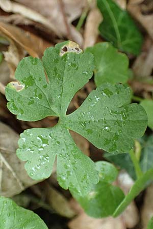 Ranunculus meckelensis \ Meckeler Gold-Hahnenfu� / Meckel Goldilocks, D Meckel 22.4.2017