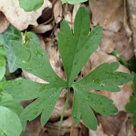 Ranunculus meckelensis \ Meckeler Gold-Hahnenfu� / Meckel Goldilocks, D Meckel 22.4.2017