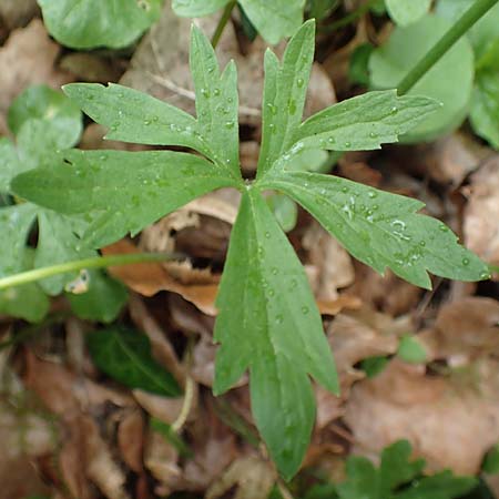 Ranunculus meckelensis \ Meckeler Gold-Hahnenfu� / Meckel Goldilocks, D Meckel 22.4.2017