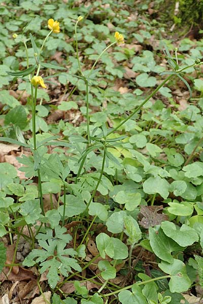 Ranunculus meckelensis \ Meckeler Gold-Hahnenfu� / Meckel Goldilocks, D Meckel 22.4.2017