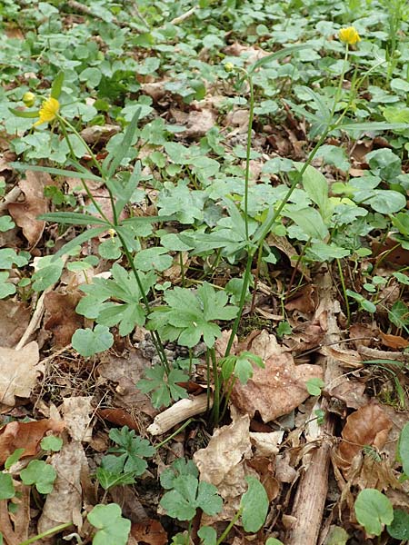 Ranunculus meckelensis \ Meckeler Gold-Hahnenfu� / Meckel Goldilocks, D Meckel 22.4.2017