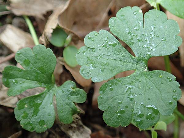 Ranunculus meckelensis \ Meckeler Gold-Hahnenfu� / Meckel Goldilocks, D Meckel 22.4.2017
