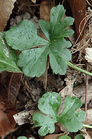 Ranunculus meckelensis \ Meckeler Gold-Hahnenfu� / Meckel Goldilocks, D Meckel 22.4.2017