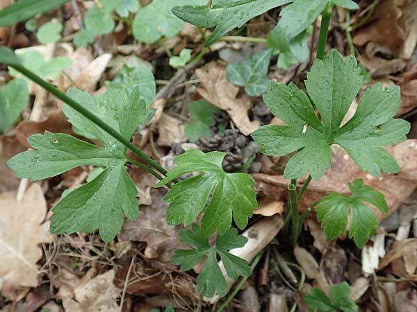 Ranunculus meckelensis \ Meckeler Gold-Hahnenfu� / Meckel Goldilocks, D Meckel 22.4.2017