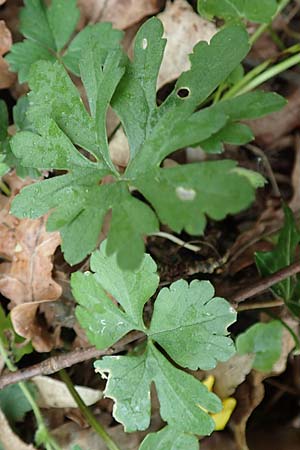 Ranunculus meckelensis \ Meckeler Gold-Hahnenfu� / Meckel Goldilocks, D Meckel 22.4.2017