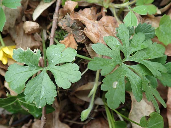Ranunculus meckelensis \ Meckeler Gold-Hahnenfu� / Meckel Goldilocks, D Meckel 22.4.2017