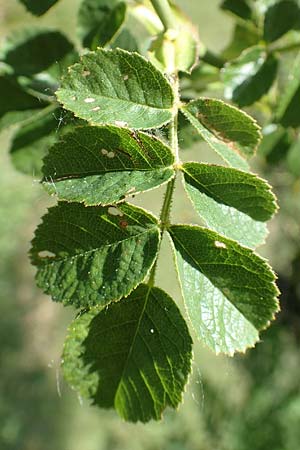 Rosa micrantha \ Kleinbl&uuml;tige Rose / Small-Flowered Sweet Briar, D Neckartenzlingen 17.6.2017