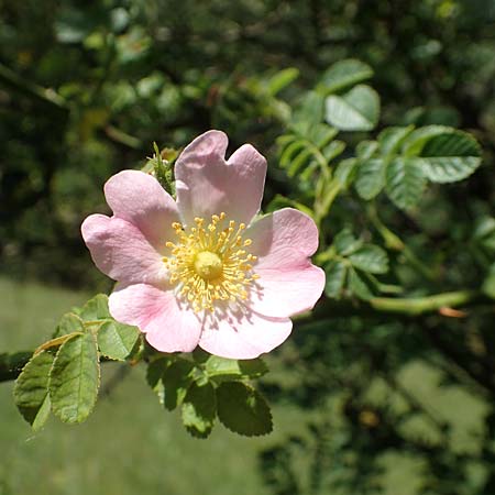 Rosa micrantha \ Kleinbl&uuml;tige Rose / Small-Flowered Sweet Briar, D Neckartenzlingen 17.6.2017