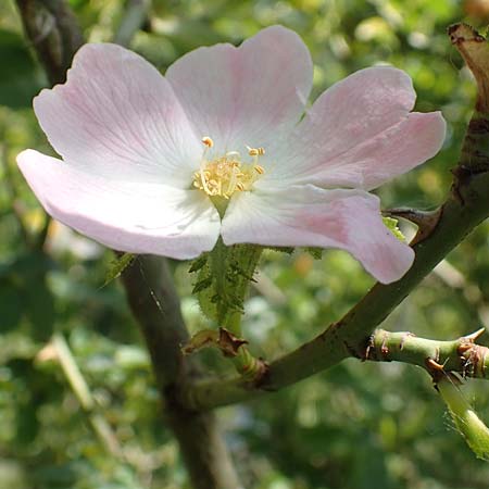 Rosa micrantha \ Kleinbl&uuml;tige Rose / Small-Flowered Sweet Briar, D Neckartenzlingen 17.6.2017