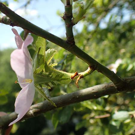 Rosa micrantha \ Kleinbl&uuml;tige Rose / Small-Flowered Sweet Briar, D Neckartenzlingen 17.6.2017