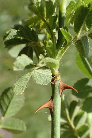 Rosa micrantha \ Kleinbl&uuml;tige Rose / Small-Flowered Sweet Briar, D Neckartenzlingen 17.6.2017
