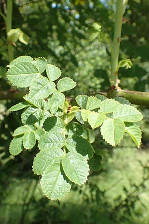 Rosa micrantha \ Kleinbl&uuml;tige Rose / Small-Flowered Sweet Briar, D Neckartenzlingen 17.6.2017