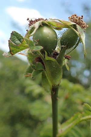 Rosa micrantha \ Kleinbl&uuml;tige Rose / Small-Flowered Sweet Briar, D Neckartenzlingen 17.6.2017