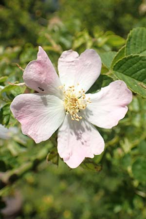 Rosa micrantha \ Kleinbl&uuml;tige Rose / Small-Flowered Sweet Briar, D Neckartenzlingen 17.6.2017