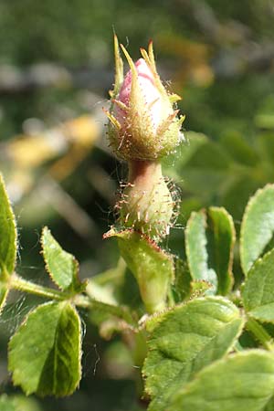 Rosa micrantha \ Kleinbl&uuml;tige Rose / Small-Flowered Sweet Briar, D Neckartenzlingen 17.6.2017